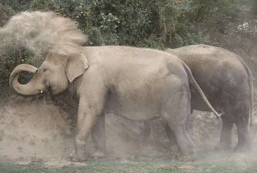 An elephant sprays dust on its body outside the Wildlife SOS Elephant Hospital, in Mathura.