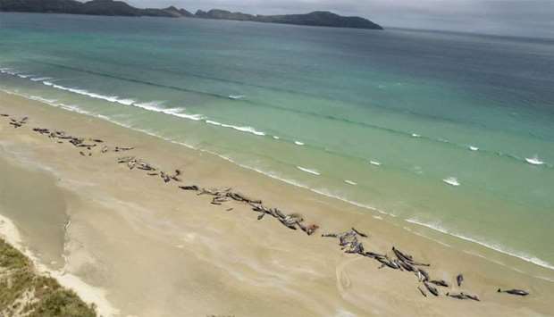 Around 145 pilot whales that died in a mass stranding on a beach on Stewart Island, located south of New Zealand's South Island