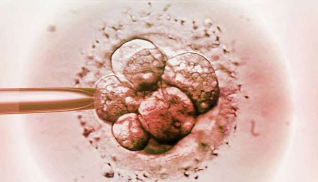 embryonic gene editing