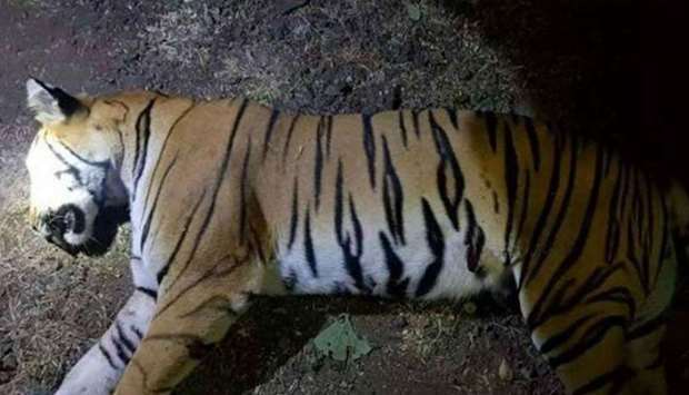 The tigress, known as T1 officially, was killed in the region late on Friday after a three-month search, senior police officials confirmed.