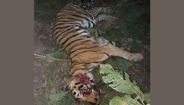 A picture of the killed tigress posted on social media