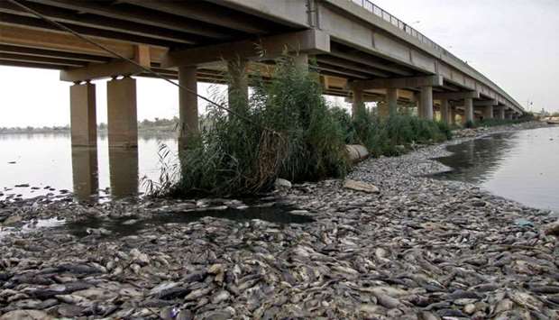 Dead fish, from nearby farms, float on the Euphrates river near the town of Sadat al Hindiya