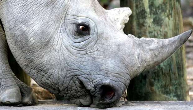 A 33 month old black rhino is seen at a game reserve near Cape Town, South Africa, January 8, 2005