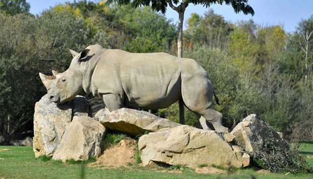 Sana, a female white rhino strolls through its enclosure at the La Planete Sauvage zoological park in Port-Saint-Pere, western France. Aged 55, she was considered the world's oldest white rhino in captivity, Sana has died.