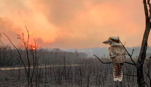 A kookaburra perches on a burnt tree in the aftermath of a bushfire in Wallabi Point, New South Wales, Australia, in this image obtained from social media. Courtesy of Adam Stevenson/Social Media via REUTERS.
