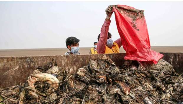 Workers gather dying birds in a truck at Sambhar Salt Lake yesterday in India's northern state of Rajasthan, where thousands of migratory birds were found dead