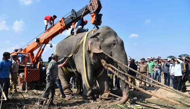 The tranquilized wild Indian elephant nicknamed ,Osama bin Laden, that killed five villagers during a 24-hour rampage before being caught is lifted up with a crane as it is transported in Rongjuli forest division in western Assam's Goalpara district on November 12.