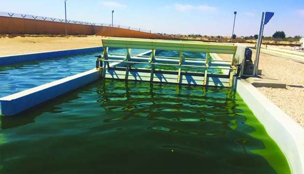 Total and Qatar Universityu2019s Center for Sustainable Development have initiated two research projects for the investigation of microalgae from Qatar to produce biofuels as well as Carbon Capture, Utilisation and Storage.