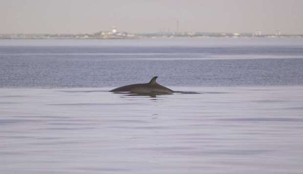 A Minke whale swims in the water off of Hull, Massachusetts. Great whales are the carbon-capture titans of the animal world, absorbing an average of 33 tonnes of CO2 each throughout their lives before their carcasses sink to the bottom of the ocean and remain there for centuries, according an article in the December issue of the IMFu2019s Finance & Development magazine. A tree, by contrast, absorbs no more than 48 pounds of the gas a year.