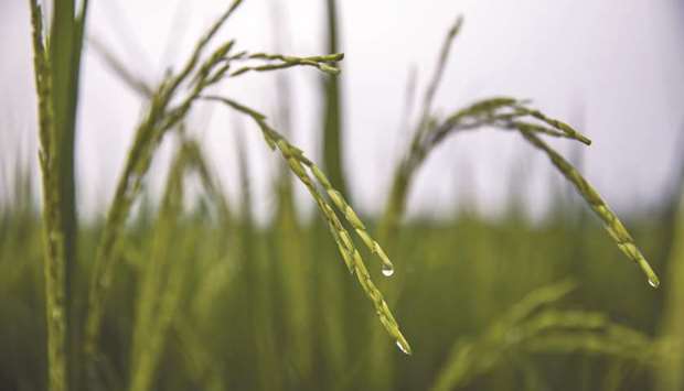 Rain droplets glisten on rice growing in a field of farmland in Uttar Pradesh, India. Asiau2019s food spend will rise to more than $8tn by 2030 from $4tn this year, according to estimates in a report.