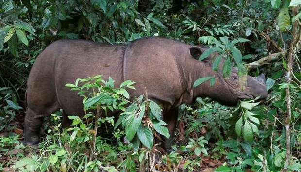 Ratu, an 8 year-old female Sumatran Rhinoceros (Dicerorhinus sumatrensis), is seen at the Sumatran Rhino Sanctuary in the Way Kambas National Park, Lampung province. May 20, 2010 file picture