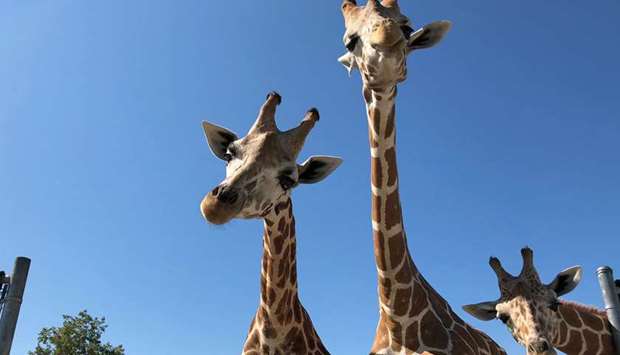 Giraffes at African Safari Wildlife park, Port Clinton. Picture courtesy: The Park's Facebook Page