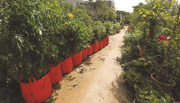 Bags of plants with weight and ordinal numbers written on them are seen before being transported.