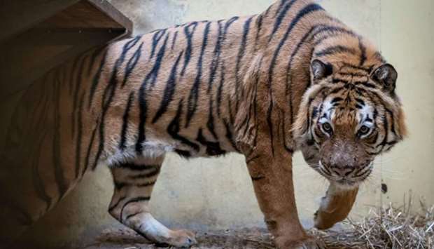 Male tiger Kan - one of the tigers that were seized on the Polish-Belarusian border - is seen in his temporary enclosure at the zoo in Poznan, Poland