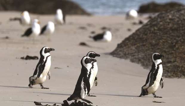 This picture taken on November 3 shows African penguins on Seaforth Beach, near Cape Town.
