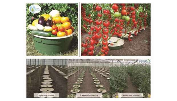 The technology can be used in planting wild and fruit trees, vegetables and various shrubs. It consumes 90% less water than traditional ways of irrigation and reduces the cost of planting in unfertile land by 90% as well.