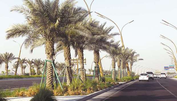 Date palms planted on the median of a highway. PICTURES: Shemeer Rasheed.