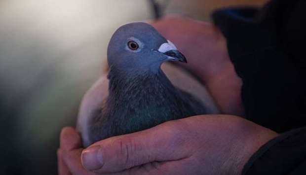 Two-year old female pigeon named New Kim after an auction in Knesselare, Belgium.