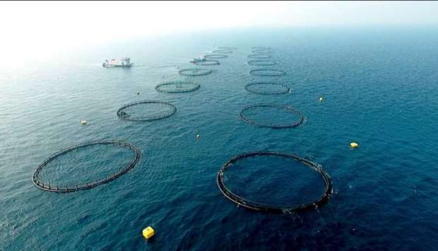 Samkna fish farm is located 50km away from the coast in the Qatari waters, northeast of the Ruwais region