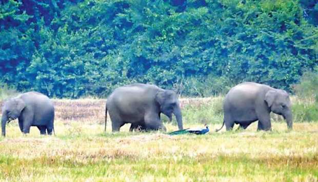 Wild elephants in a paddy field in Dadayanthalawa, Ampara, Sri Lanka. Picture courtesy of Daily News, Sri Lanka