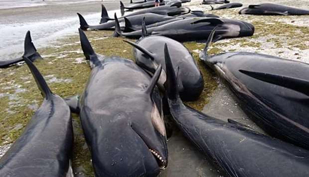 The dead pilot whales and bottlenose dolphins seen at the Chatham Islands. Picture courtesy: The Guardian