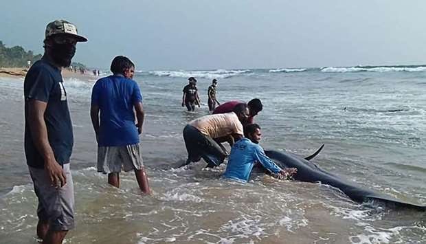 Sri Lankan volunteers try to push back a stranded short-finned pilot whale at the Panadura beach, 25 km south of the capital Colombo