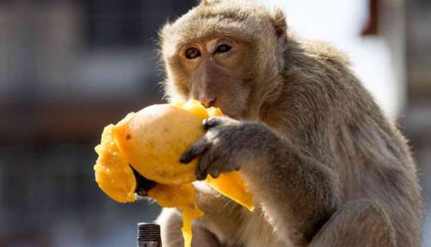A macaque monkey eats a mango at the Phra Prang Sam Yod temple during the annual Monkey Buffet Festival in Lopburi province, north of Bangkok. Jack Taylor/AFP