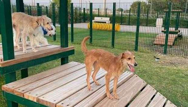 The approximately 2,000 sqm fully fenced outdoor Dog Park is located amidst the Al Rumailah section of leafy Al Bidda Park, right next door to Barkers & Mittens Pet Boutique