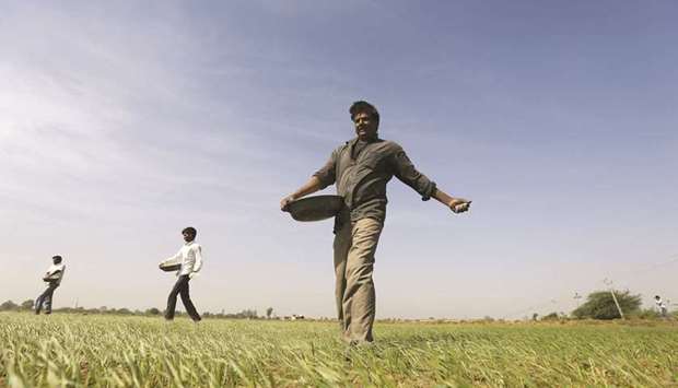 Farmers sprinkle fertiliser on a wheat field on the outskirts of Ahmedabad, India (file). Agriculture, which is the primary source of livelihood for more than half the nationu2019s population and emerged as the only bright spot when the pandemic ravaged the economy, is expected to keep the growth momentum rolling after a normal monsoon this year.
