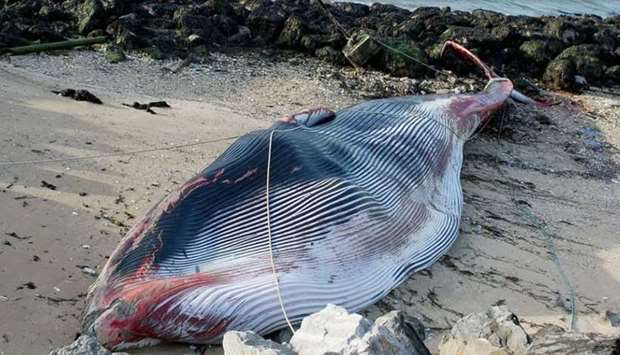The fin whale, weighing around 15 tonnes, apparently beached itself after getting injured