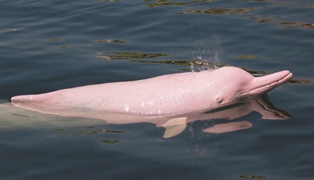 Pink Dolphin known in Spanish as Boto, Bufeo colorado.