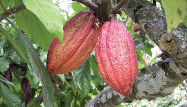 Sierra Leone is a tiny cocoa grower compared with the 1.8mn tonnes harvested in Ivory Coast, the worldu2019s largest producer. Still, farming accounts for 45% of the countryu2019s gross domestic product, and the chocolate ingredient u201csupports the countryu2019s balance of trade and brings in needed foreign exchangeu201d