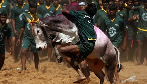 In this photograph taken on January 16, 2012, a youngster tries to tame a bull at a traditional bull taming festival called ,Jallikattu, in Palamedu near Madurai, arround 500 kms south of Chennai.  AFP