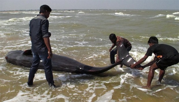 Indian fishermen try to drag a whale that washed ashore in Manapad in Tamil Nadu's Tuticorin distric
