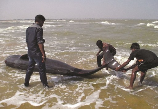 Fishermen try to drag a whale that washed ashore in Manapad in Tamil Naduu2019s Tuticorin district yesterday.