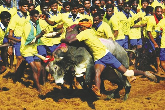 A youngster tries to tame a bull at the traditional u201cJallikattuu201d in Palamedu near Madurai, arround 500km south of Chennai. The Supreme Court yesterday re-imposed a ban on the popular bull running festival in Tamil Nadu.