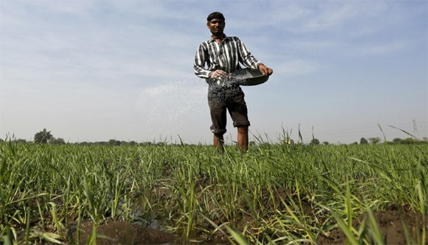 A farmer spreads fertilizer in his wheat field on the outskirts of Ahmedabad