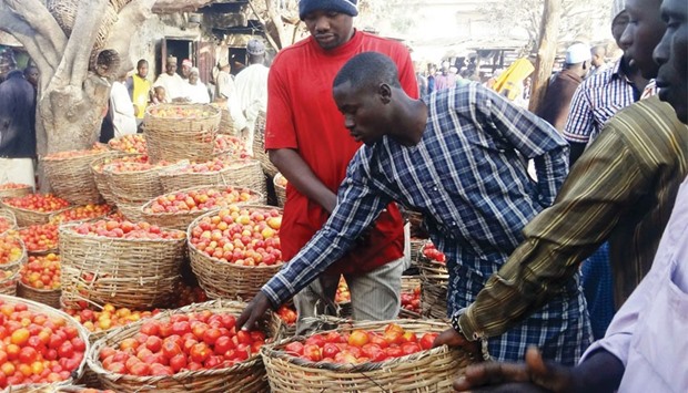 A trader sorts a basket of tomatoes at the Yankaba vegetables market in northern Nigerian city of Kano.
