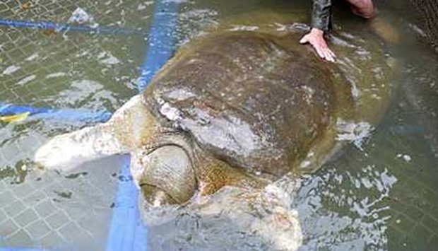 Vietnam's sacred turtle