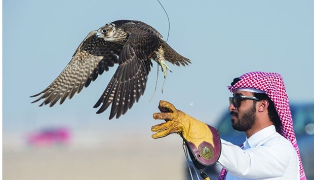 A competitor releases his falcon