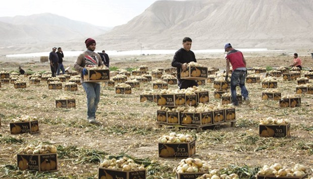 Palestinian employees collect onions as they work on agricultural land belonging to settlers from the Almog settlement in the Israeli occupied West Bank, near the Palestinian city of Jericho in the Jordan Valley.