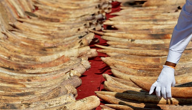 A cache of 'blood ivory'