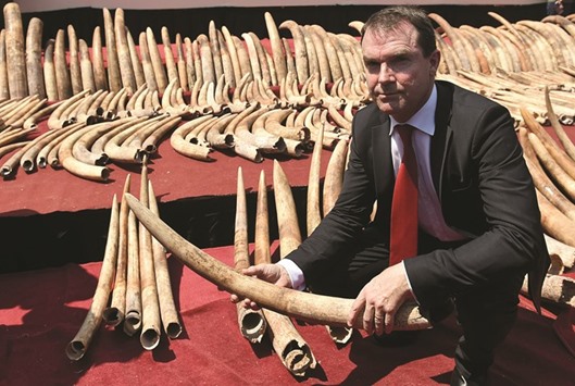CITES secretary general John E Scanlon holds part of a cache of u2018blood ivoryu2019 before it was destroyed in Colombo yesterday.
