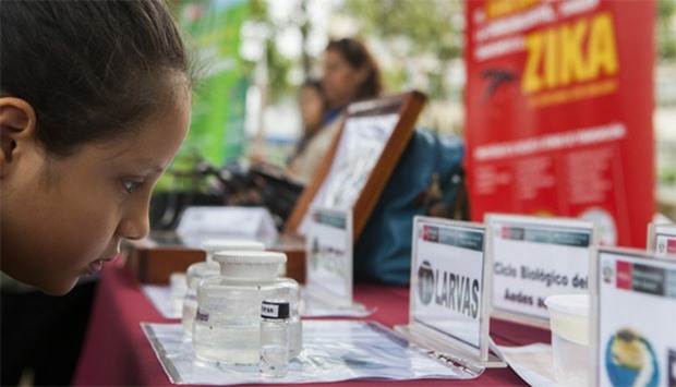 A child looks at information displayed by the Peruvian Health Ministry on mosquitos (Aedes aegypti) 