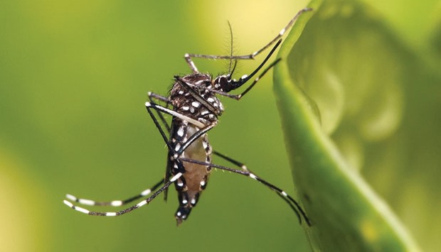 Zika is transmitted by the Aedes aegypti mosquito, which also spreads dengue fever and the chikungunya virus.