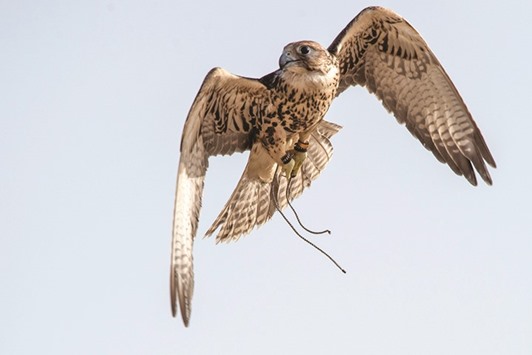 Falcon (file picture)