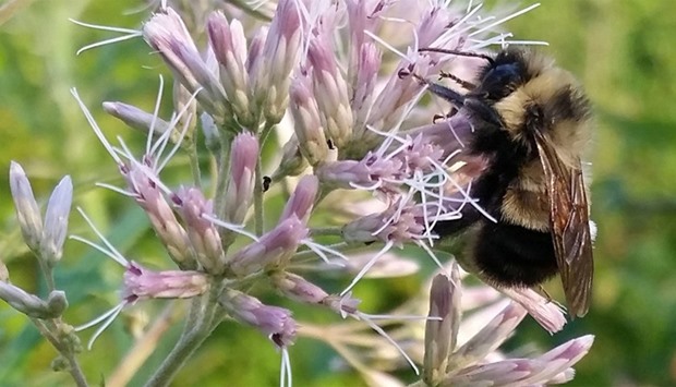 A rusty patched bumble bee