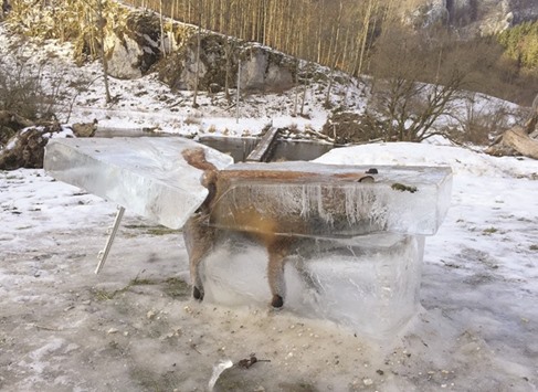 A block of ice with a frozen fox is seen in Fridingen.
