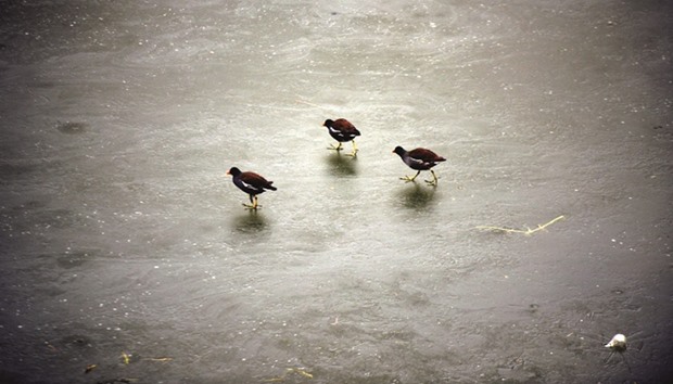Migratory birds walk on ice on Dal Lake in Srinagar yesterday. The night temperature in Kashmir and Ladakh regions continued its downward spiral as the mercury dipped at many places.