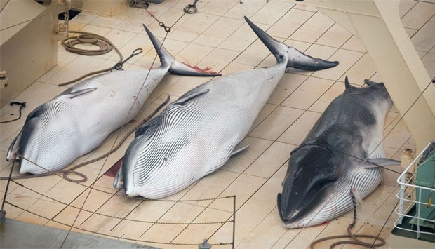 Sea Shepherd finds Japanese ship with slaughtered whales